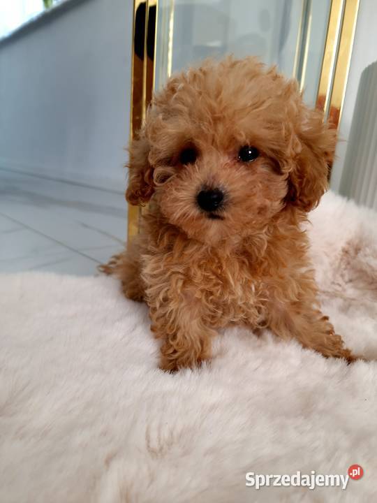 Pudelek toy Oreo bgenetyczne baby face