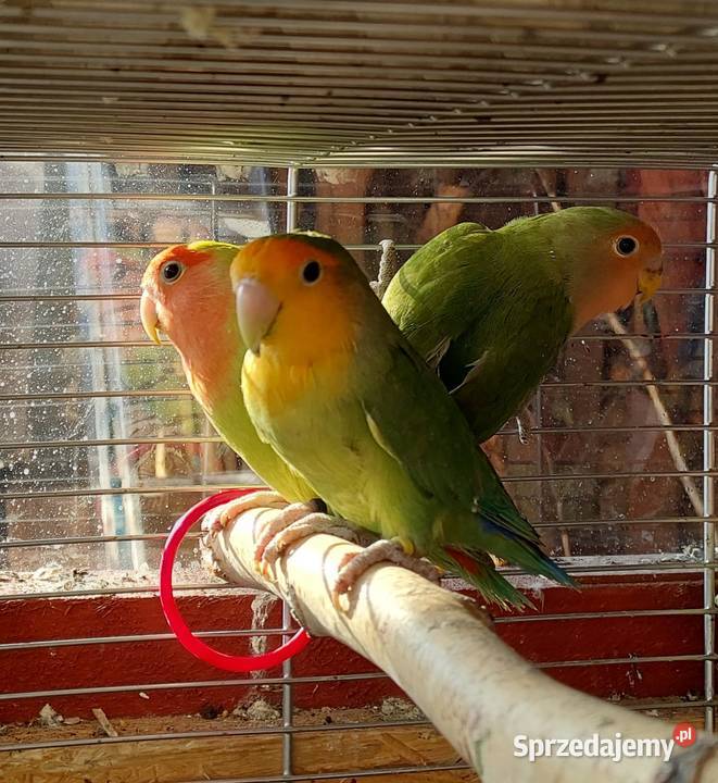 Papugi nierozłączki 21r dolnośląskie Lubin