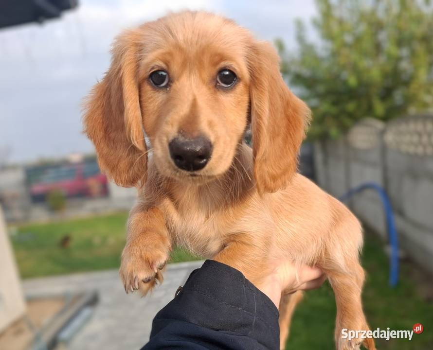 Jamnik długowłosy Dackel dachshund GOLD Żychlin