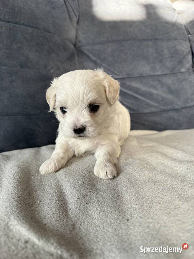 Maltanczyk piesek dolnośląskie