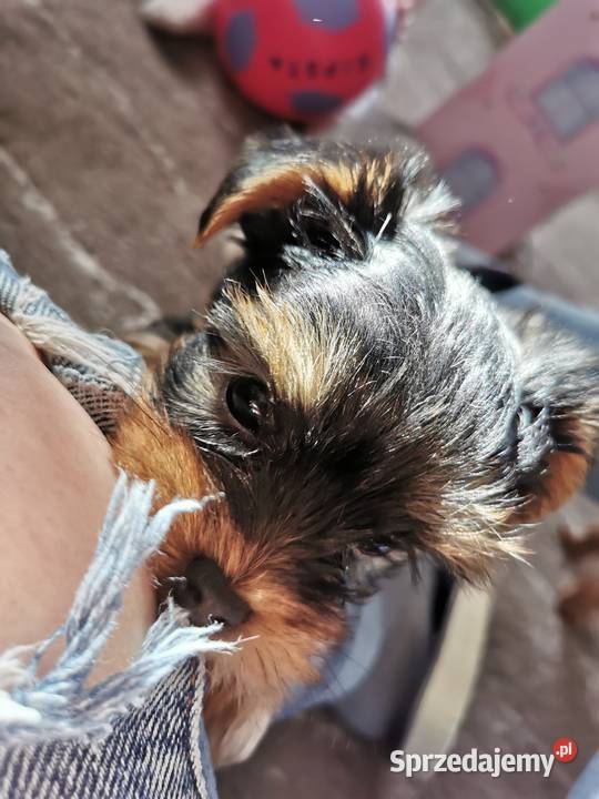 York miniaturka piękny piesek Środa Śląska