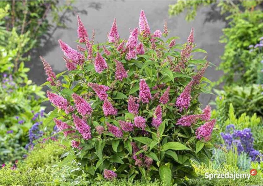 BUDLEJA BUTTERFLY CANDY LITTLE PINK sadzonki w