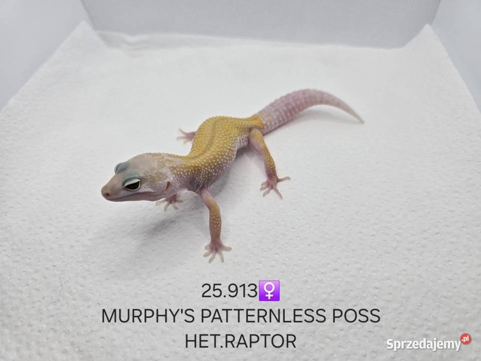 Gekony lamparcie Zawiercie sprzedam
