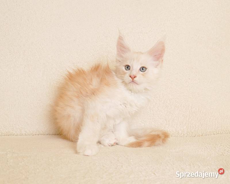 Przepiękny kocurek Maine Coon LEGALNA HODOWLA