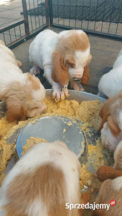 Basset hound szczenięta z renomowanej hodowli sprzedam