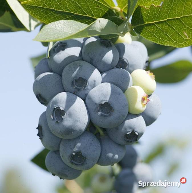 Borówka amerykańska słodka sprzedam