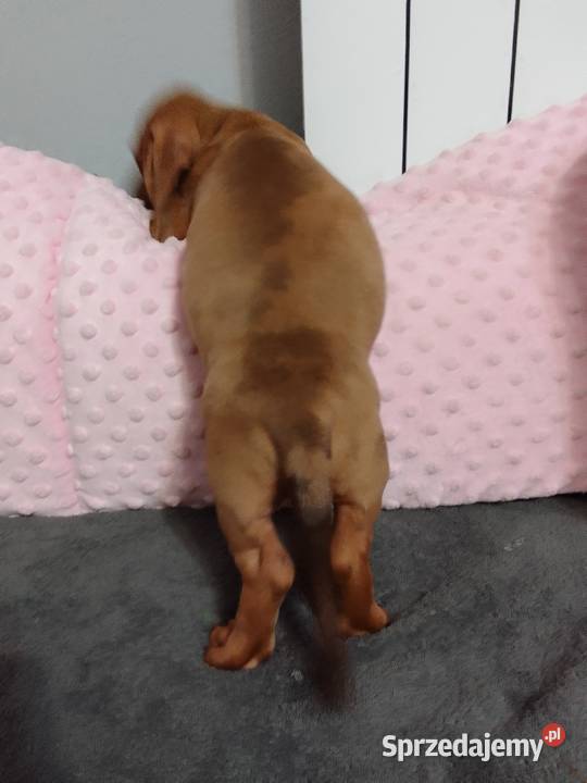 Jamniki krótkowłosy merle