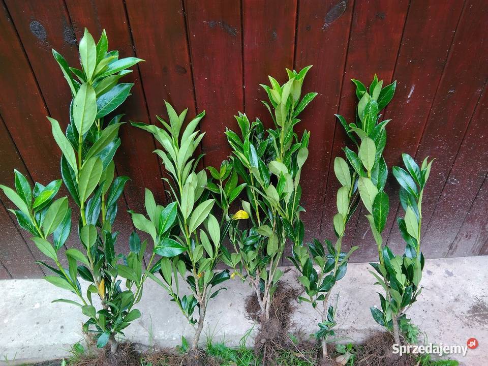 Laurowiśnia caucasica 60 80 Żywopłot sprzedam