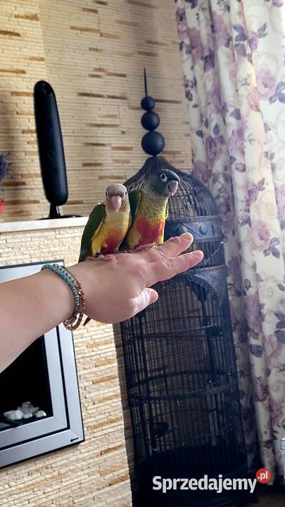 Rudosterki ręcznie karmione