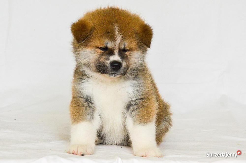 Akita japońska czerwone szczenięta Słupca