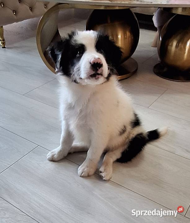 Border collie piesek do odbioru Pozostałe Jabłonka