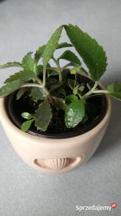 Doniczka i sadzonka beżowy Warszawa sprzedam