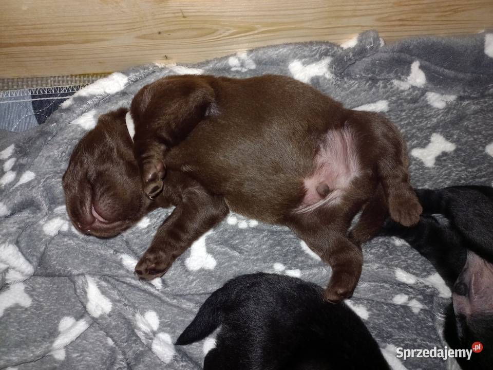 Labrador Retriever ZKwP FCI Szczenięta Lniano