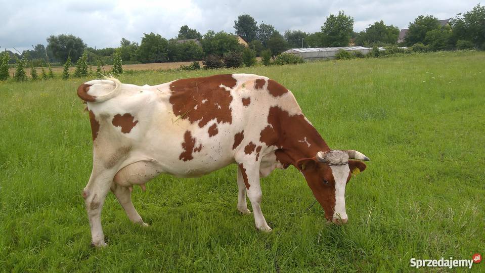 Krowa Mleczna 7letnia 3 miesiące cielna