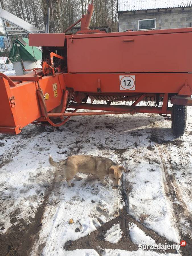 Sipma z2241 1996r stan Bąków sprzedam