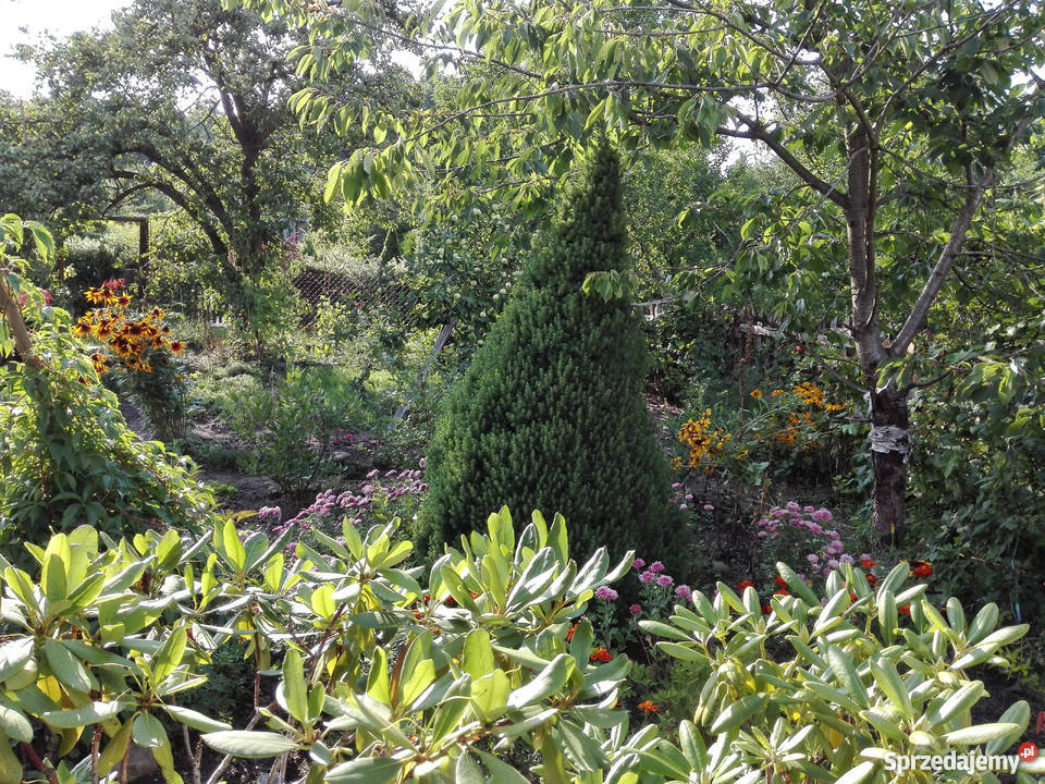 Działka relreacyjna Starachowice