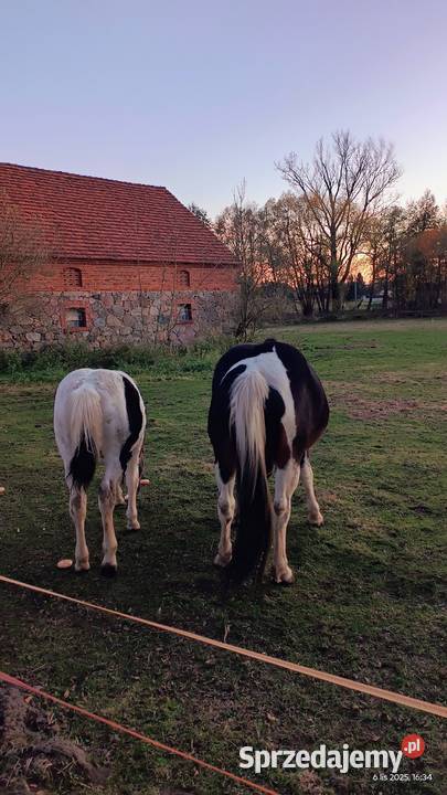 Sprzedam konie Szprotawa