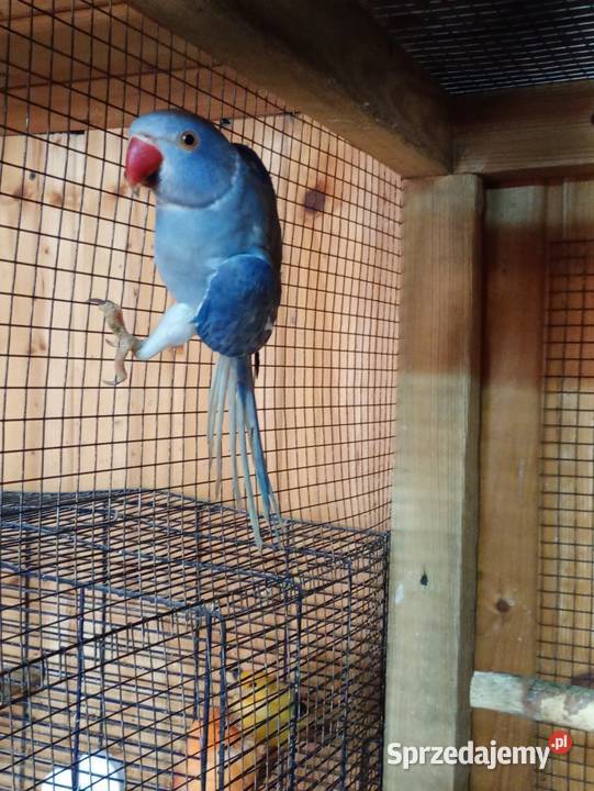 Aleksandretty 25r go