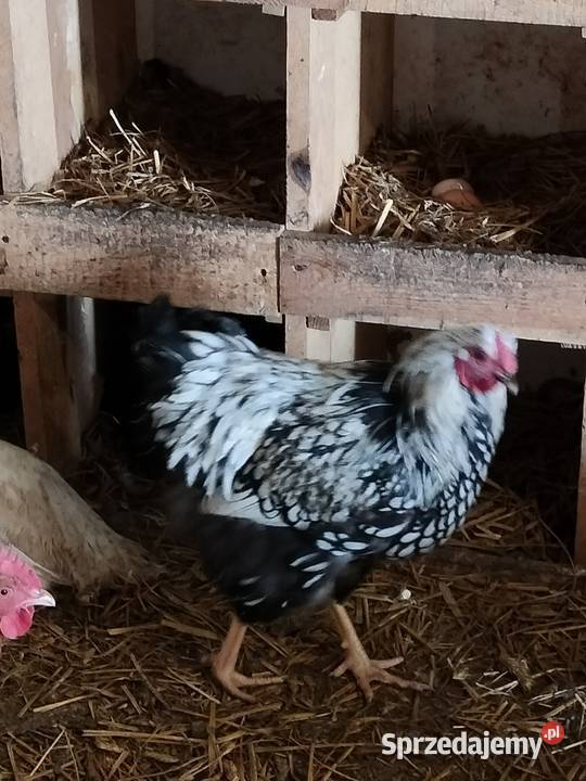 Sprzedam koguty ozdobne Giełda zwierząt Liniewo