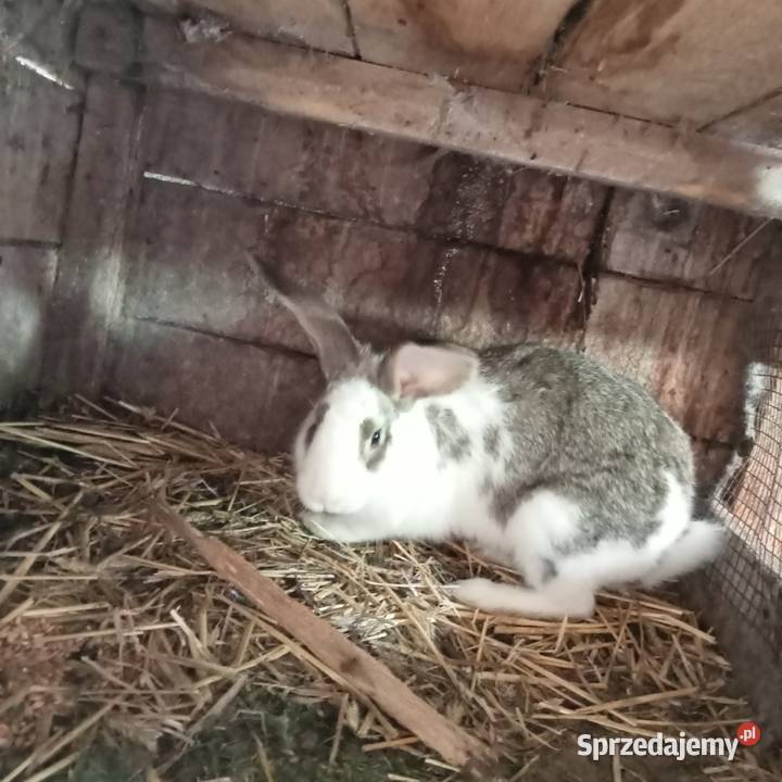 Sprzedam kotną samice królika i samca łódzkie Trzepnica