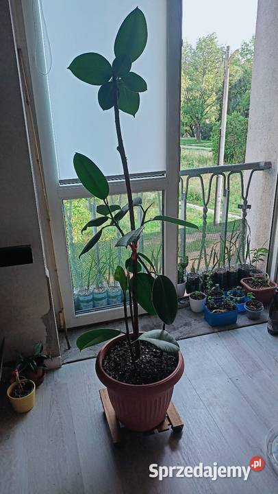 Fikus Ficus Elastica Łódź