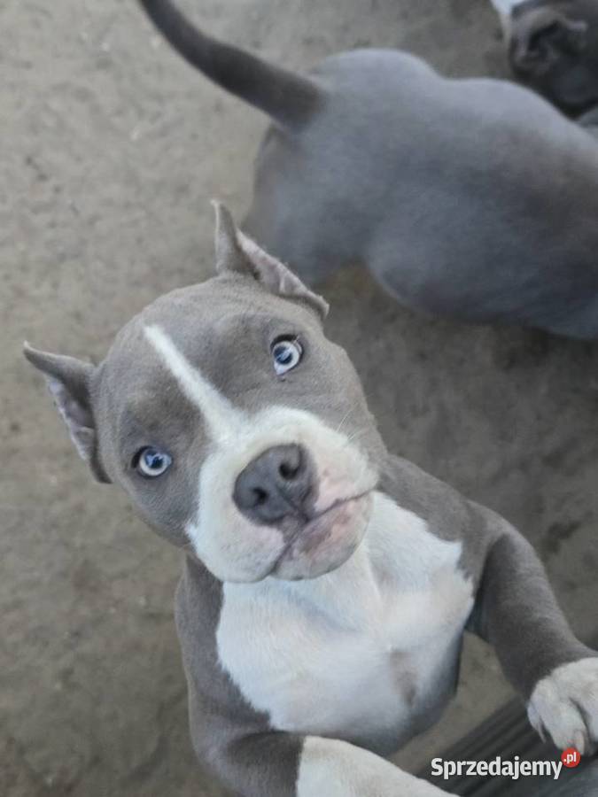 American bully sprzedam