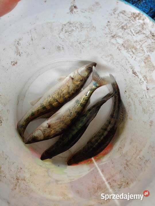 Narybek sandacz karp amur Rakszawa