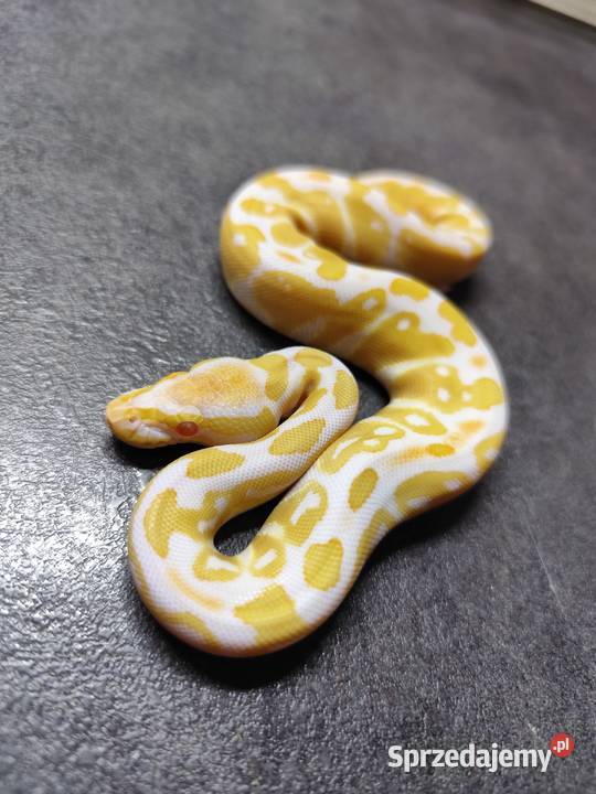 Pytony Królewskie Albino mazowieckie Pruszków