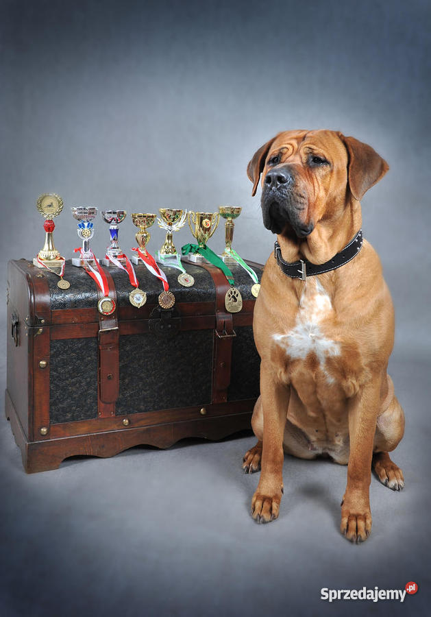 szczeniaki TOSA INU Zwierzęta Żary