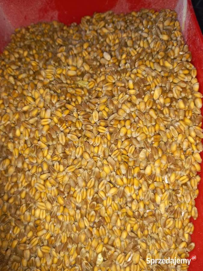 Pszenica Banatus czyszczona