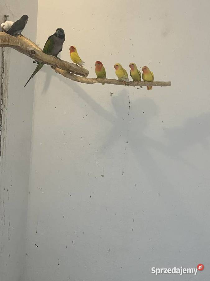 Papugi nierozłączki nimfy Mnichy Skrzyszów sprzedam