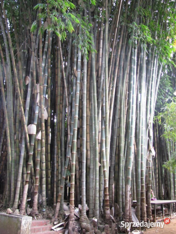 BAMBUS OLBRZYMI Dendrocalamus giganteus NASIONA