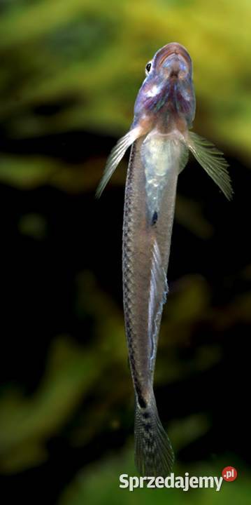 Babka semoni Stiphodon semoni SPRAWDZ NASZE Gdańsk