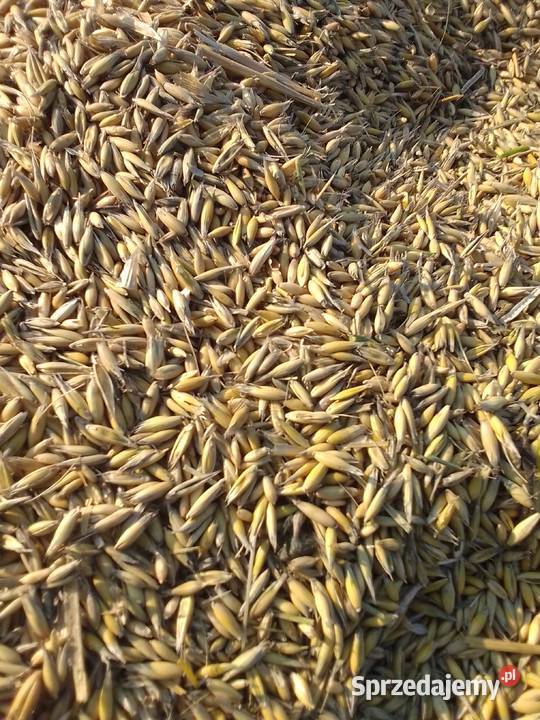 Owies siewny czyszczony Kończyce Małe