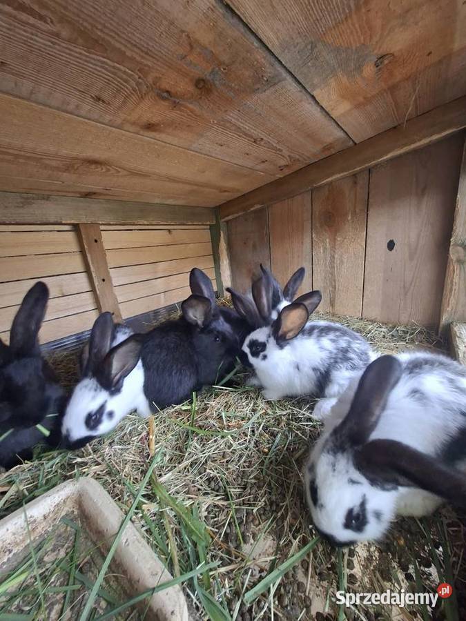 Sprzedam króliki Skarszewy