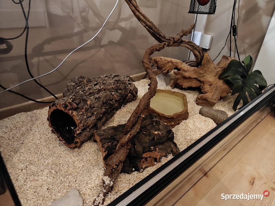 Pyton królewski pyton regius razem z terrarium