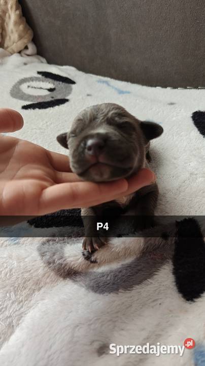 Amstaff Szczeniąta Błękitno Płowe Liliowe Blue Strzałków sprzedam