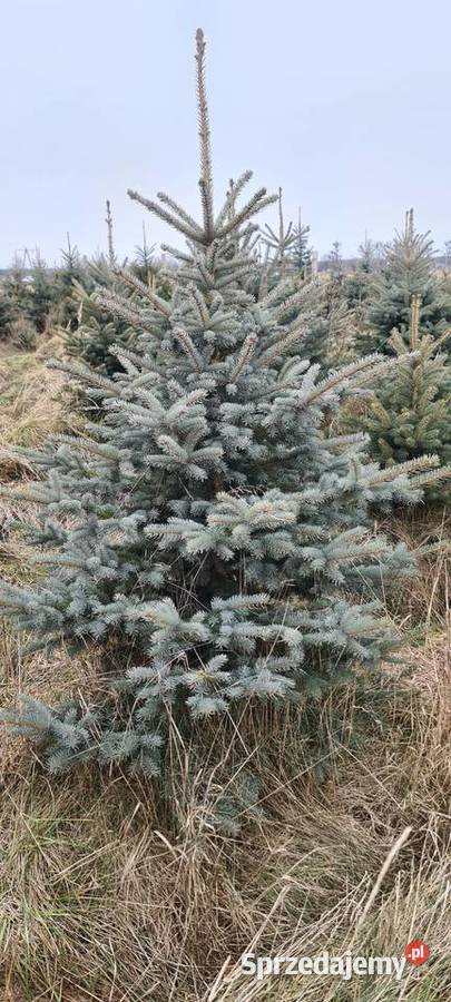 Choinki Świerk srebrny do wykopania wycięcia Jełowa