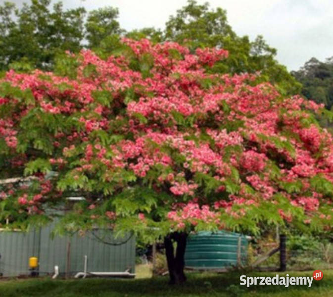 CASSIA NODOSA Cassia Nodosa NASIONA 400 sztuk Nasiona Lubanie