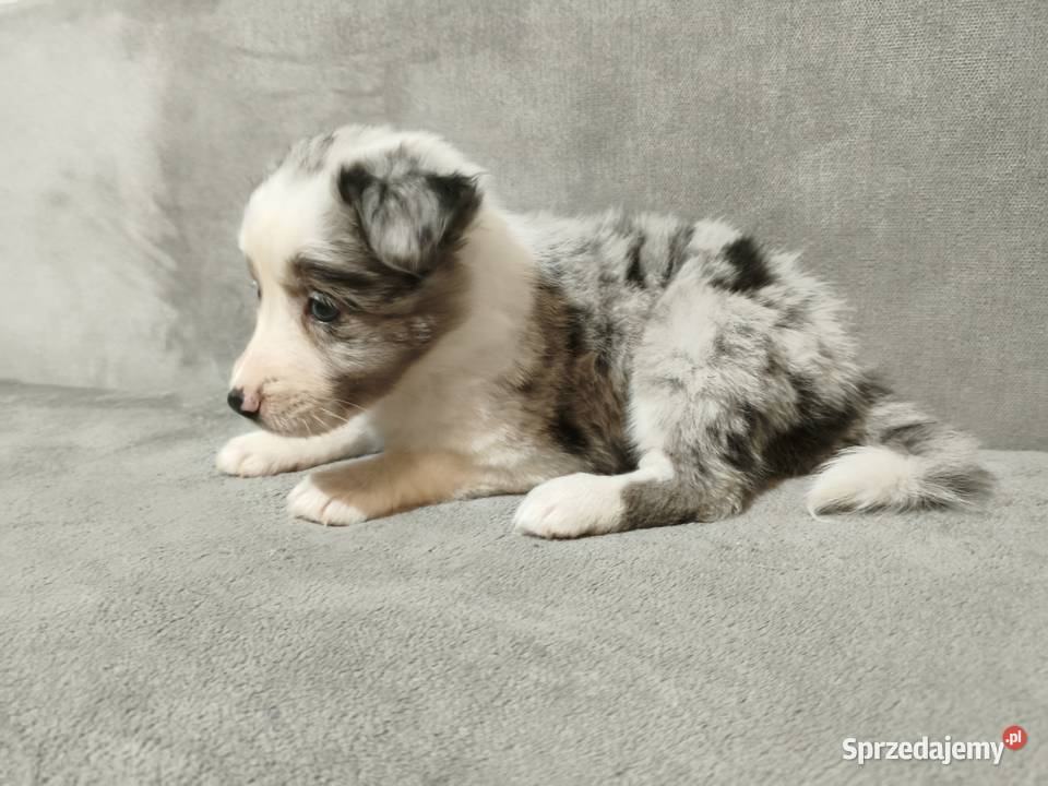Suczka Border collie blue merle z rodowodem z Zwierzęta Rymanów sprzedam