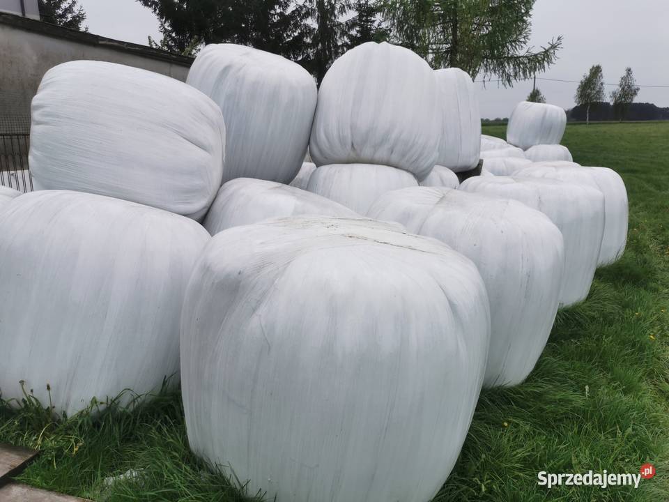 Sianokiszonka w balotach pierwszy drugi trzeci Rychwał sprzedam