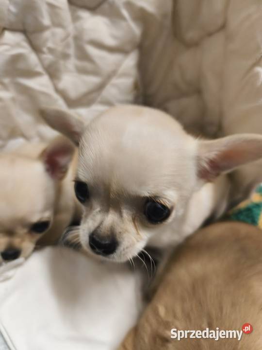 Sunia Chihuahua FCI kujawsko-pomorskie Laskowice