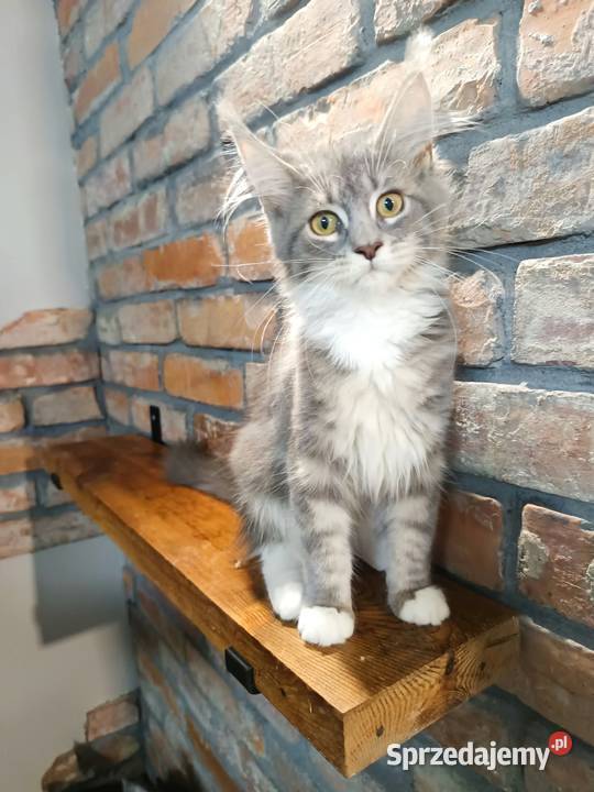 Oriel Wonder Maine Coon niebieska kotka z bielą Maine Coon wielkopolskie Czempiń