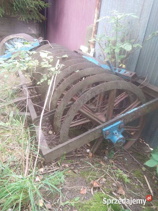 Wal cambella kujawsko-pomorskie Świecie sprzedam