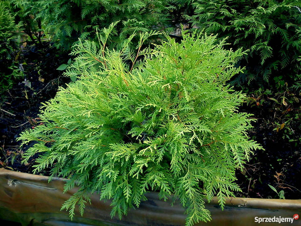 Tuje kuliste Globosa Danica Hoseri Miriam Golden