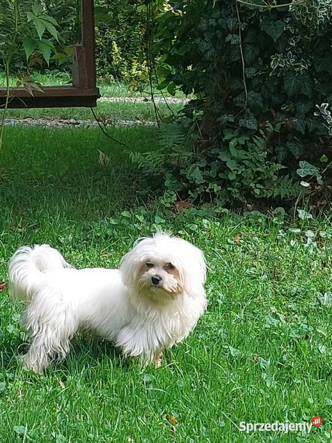 maltańczyk piesek 12 miesięcy Łużna