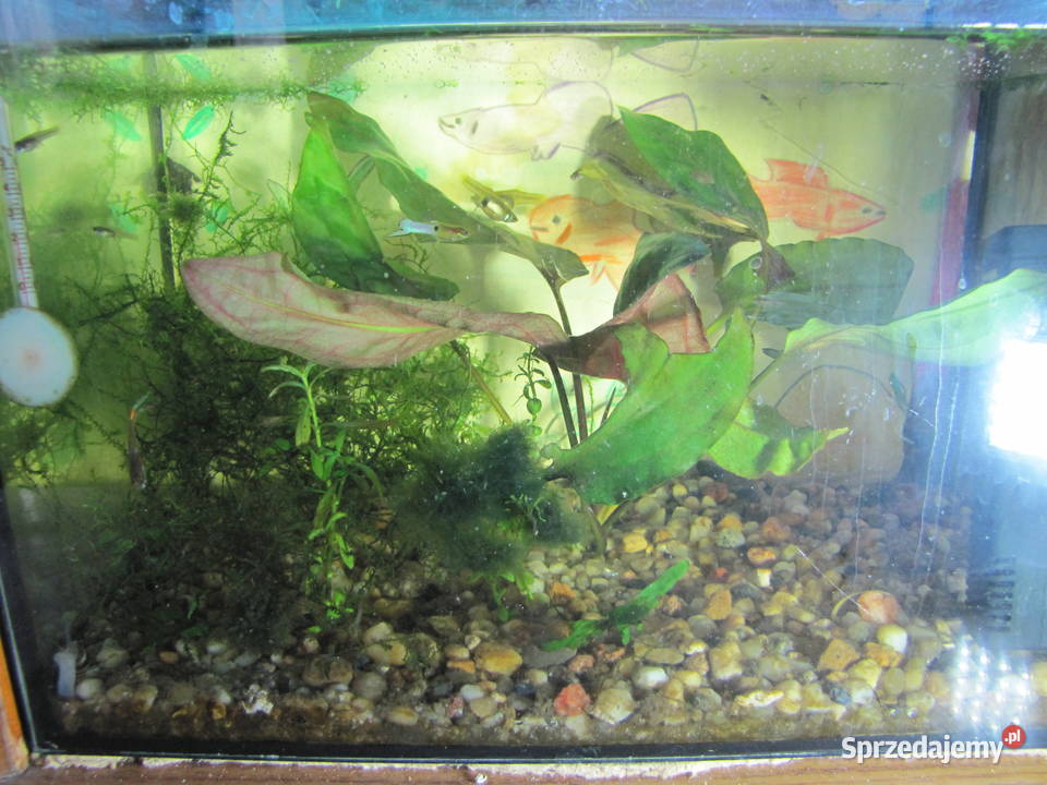 Małe akwarium z obsadą Toruń