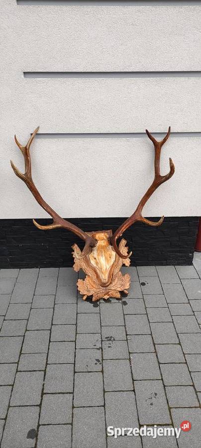 Poroże jelenia Brzóza Królewska