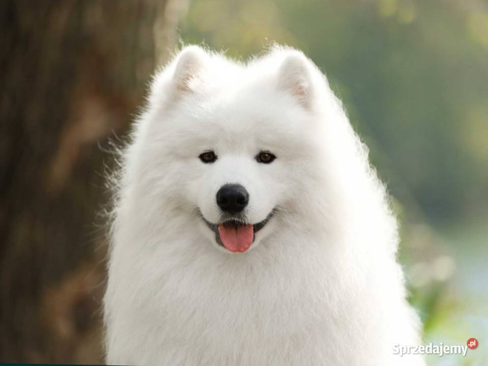 Samoyed szczeniaki FCI Odbiór Mikołaj Święta Pozostałe Kęty