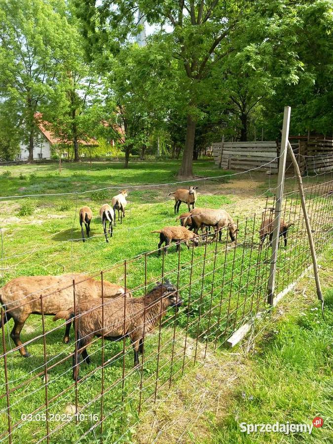 Owce kameruńskie barany Owce Paczków sprzedam